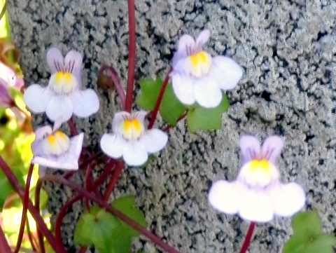 マツバウンランの花の群れ