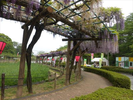 蓮華寺池公園　藤の花