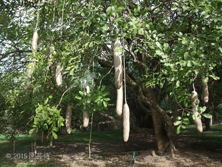 Fairchild Botanic Garden 20151227-6