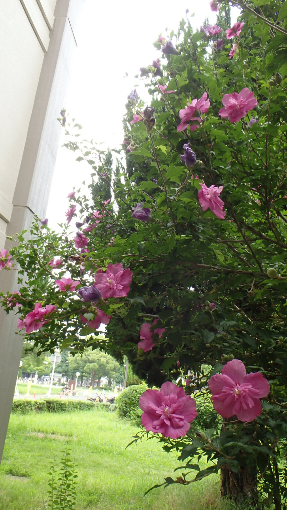 140717ムクゲ２.jpg