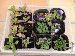 P1300360ss.jpg