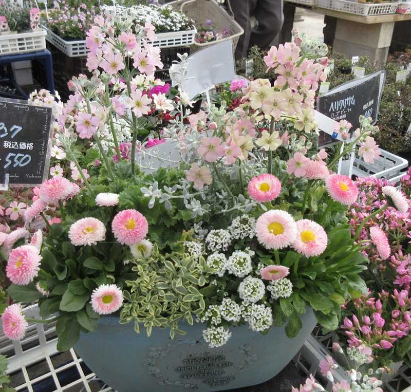 陽春園のプロの寄せ植えやシレネピンクパンサー2種類を見つけた 狭い庭を花いっぱいにする育て方 楽天ブログ