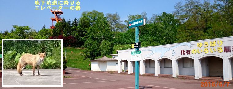 ６／７夕張化石博物館.jpg