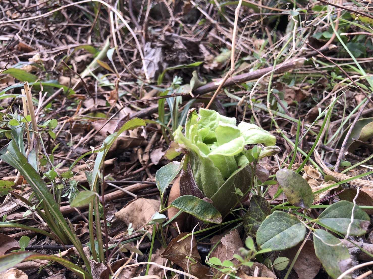 耕作放棄地近所には ふきのとう が生えてきます きょうは毒きのこ日和です 楽天ブログ