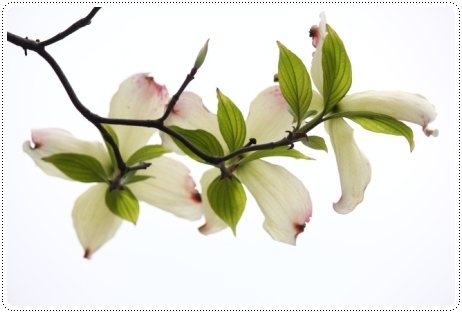 地場産-2 ハナミズキ-2 13.4.30