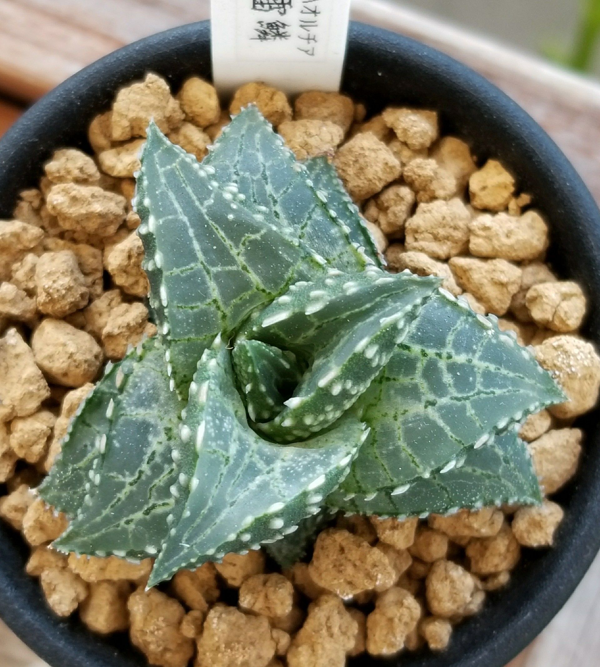 竜鱗&雷鱗 | デルオの多肉日記 - 楽天ブログ