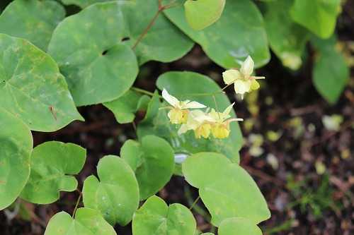 2ページ目の 街で見かけた草花 おとっつぁん いろいろやっちょります 楽天ブログ