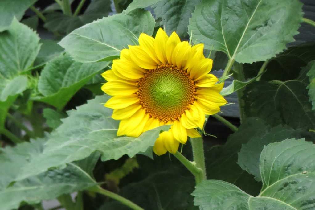 515