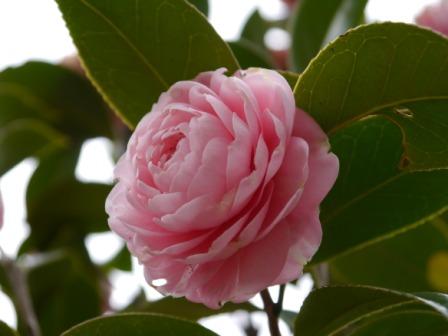 P1060547（ツバキ）.jpg