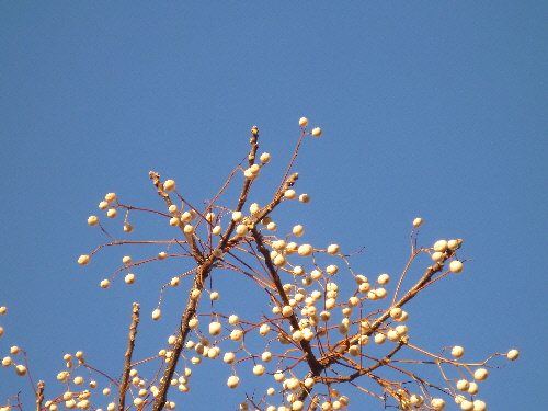 P1150003(1).JPG