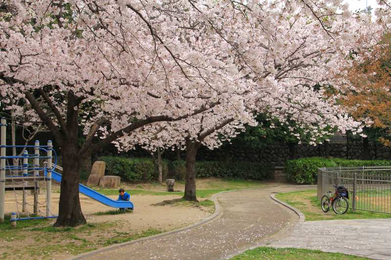 近隣公園の桜_4.jpg