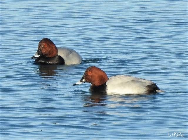 ホシハジロ オスの方がメスより生存率が高いそうです いねねの趣味三昧 昆虫 野鳥 古寺巡り 読書 木工 語学など 楽天ブログ