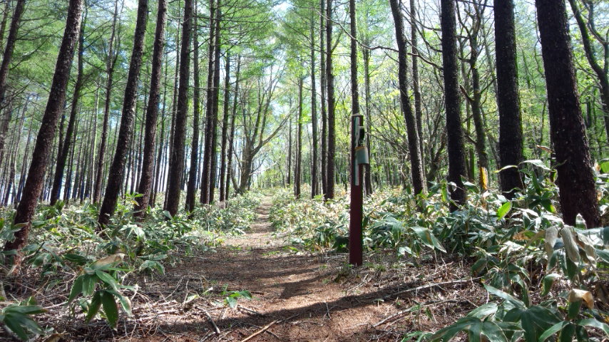 森林内のコース
