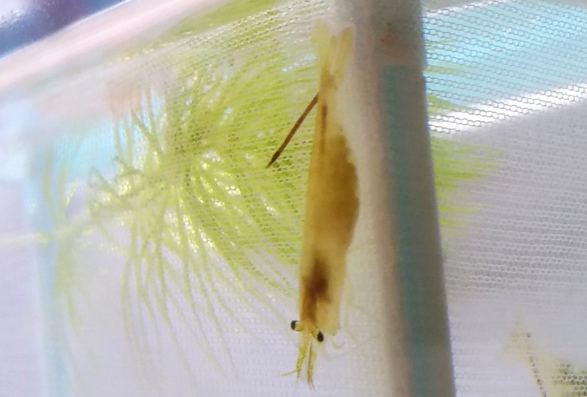 4ページ目の ホームスクール釣り と水生生物の飼育からの料理 ゆうのお料理日記 農業もやるよ ギフテッドの教育法も 楽天ブログ