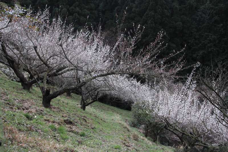 広橋梅林_006.jpg