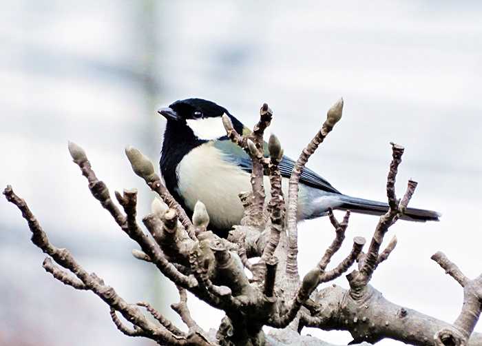 シジュウカラ20