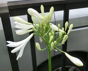 アガパンサスの開花 イキシアの球根の堀り上げ のんびりガーデニング 楽天ブログ