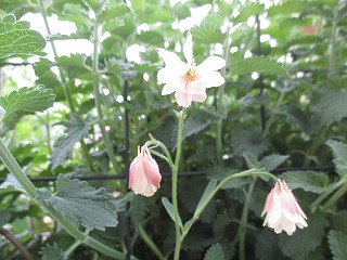 IMG_0491ss.jpg