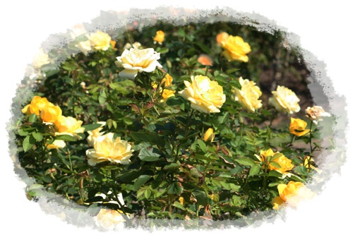黄色のバラ３-1.jpg
