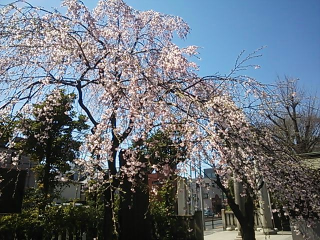 桜3.jpg