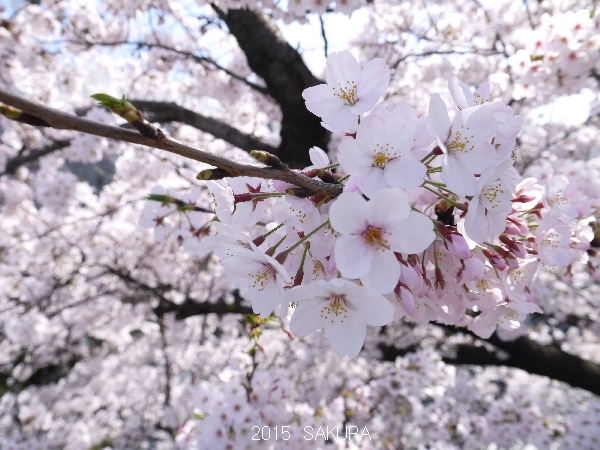 2015sakura5