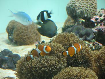 葛西水族園5