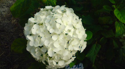 20120630142428.jpg