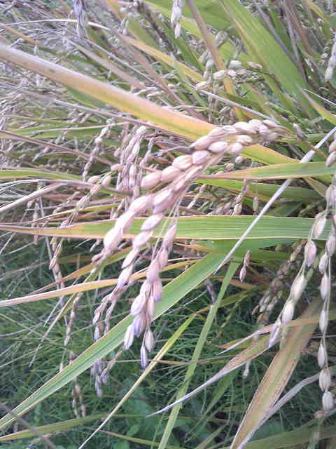 autumn rice plant.jpg