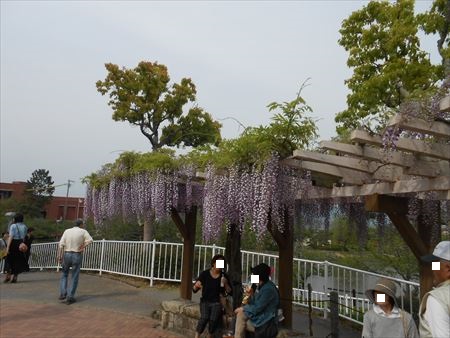 蓮華寺池公園　藤の花