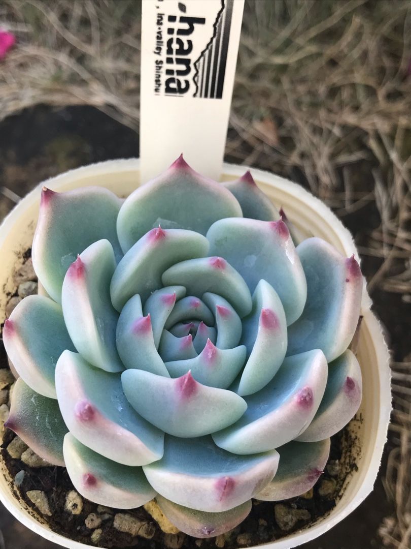 ガーデンメッセ八王子店と寒波 りんすいのブログ 楽天ブログ