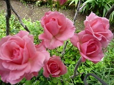 P1020830-1.jpg