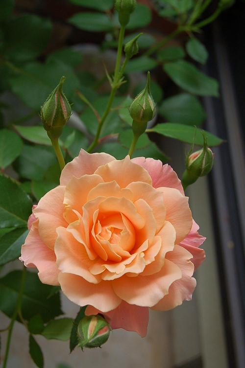 DSC_0525.JPG