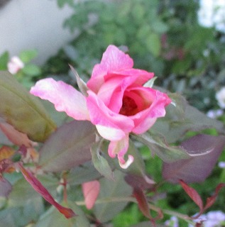 IMG_8159ss.jpg