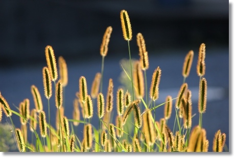 キンエノコログサ-1 13.9.18