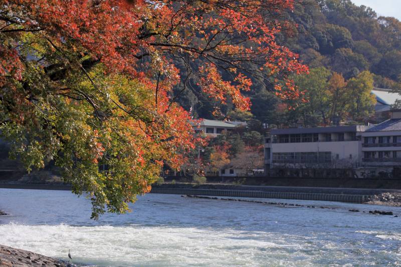 宇治_005桜の5紅葉.jpg