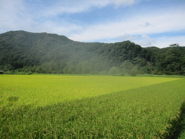 20140831田んぼ.jpg