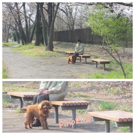 お花見２０１２「中央公園・和光樹林公園・新座緑道」11.jpg