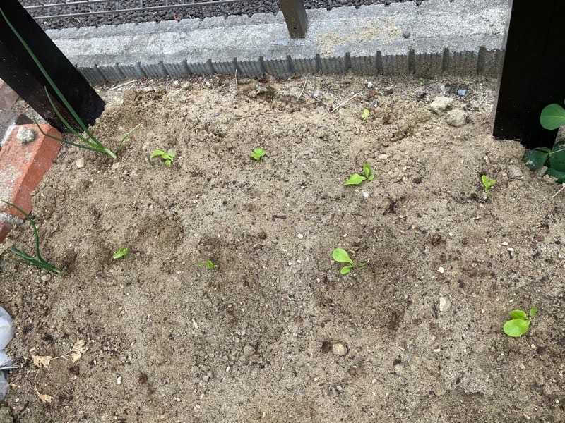 サラダ菜の移植とカブの間引き ちょびの一坪菜園 楽天ブログ