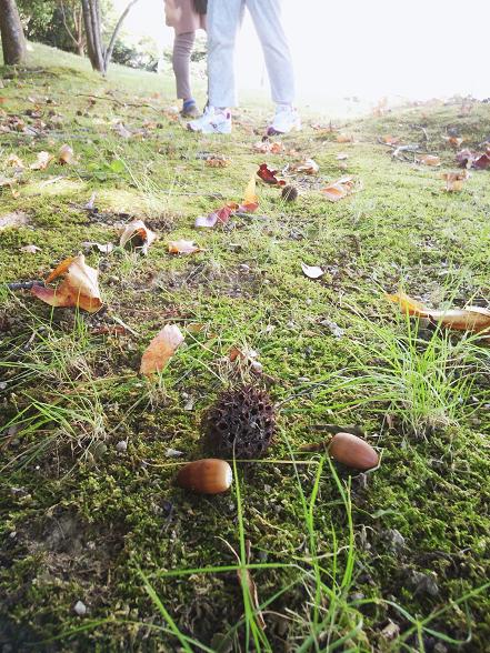 どんぐり拾い.jpg