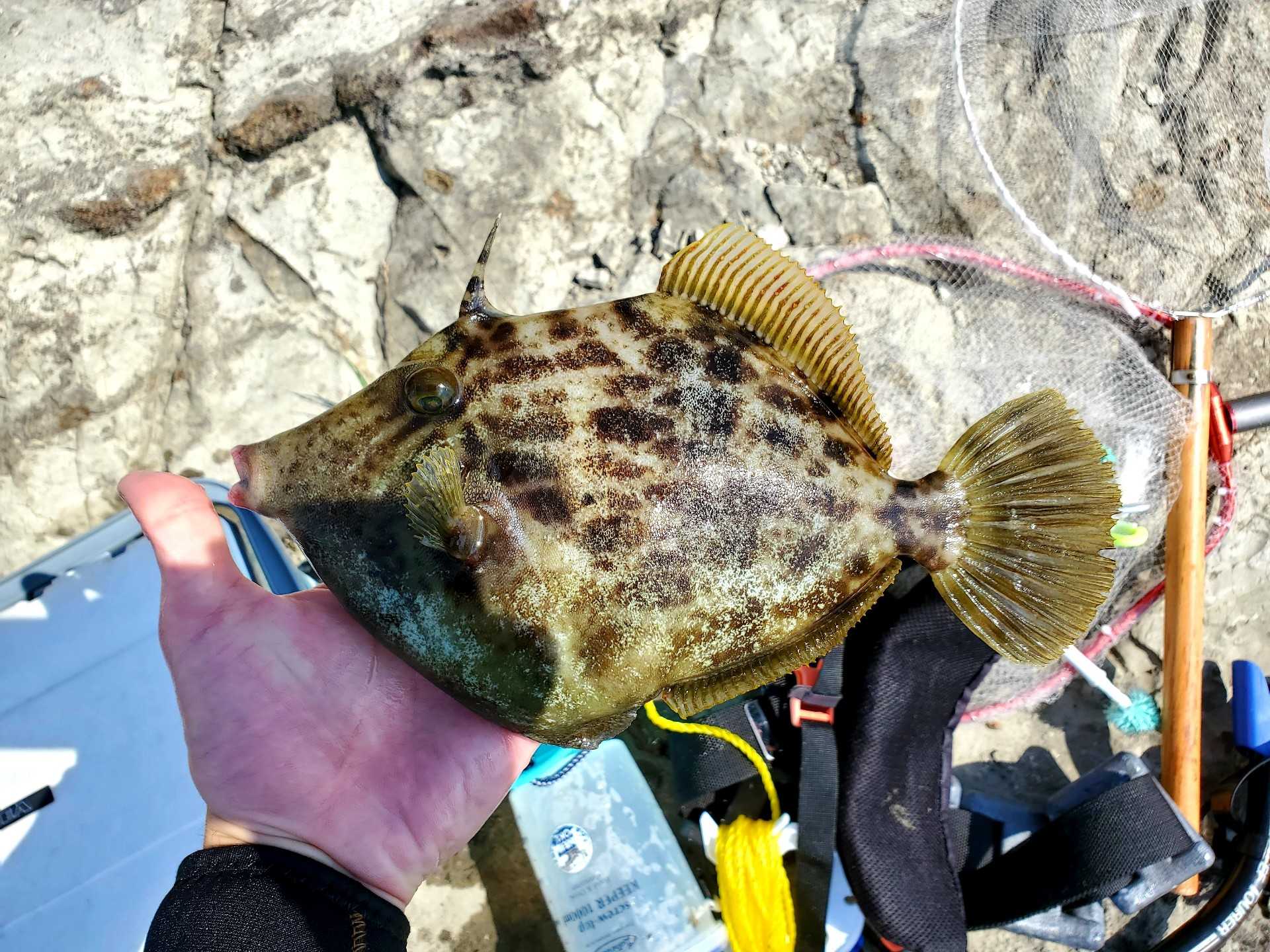 記事一覧 魚と日常ブログ 楽天ブログ