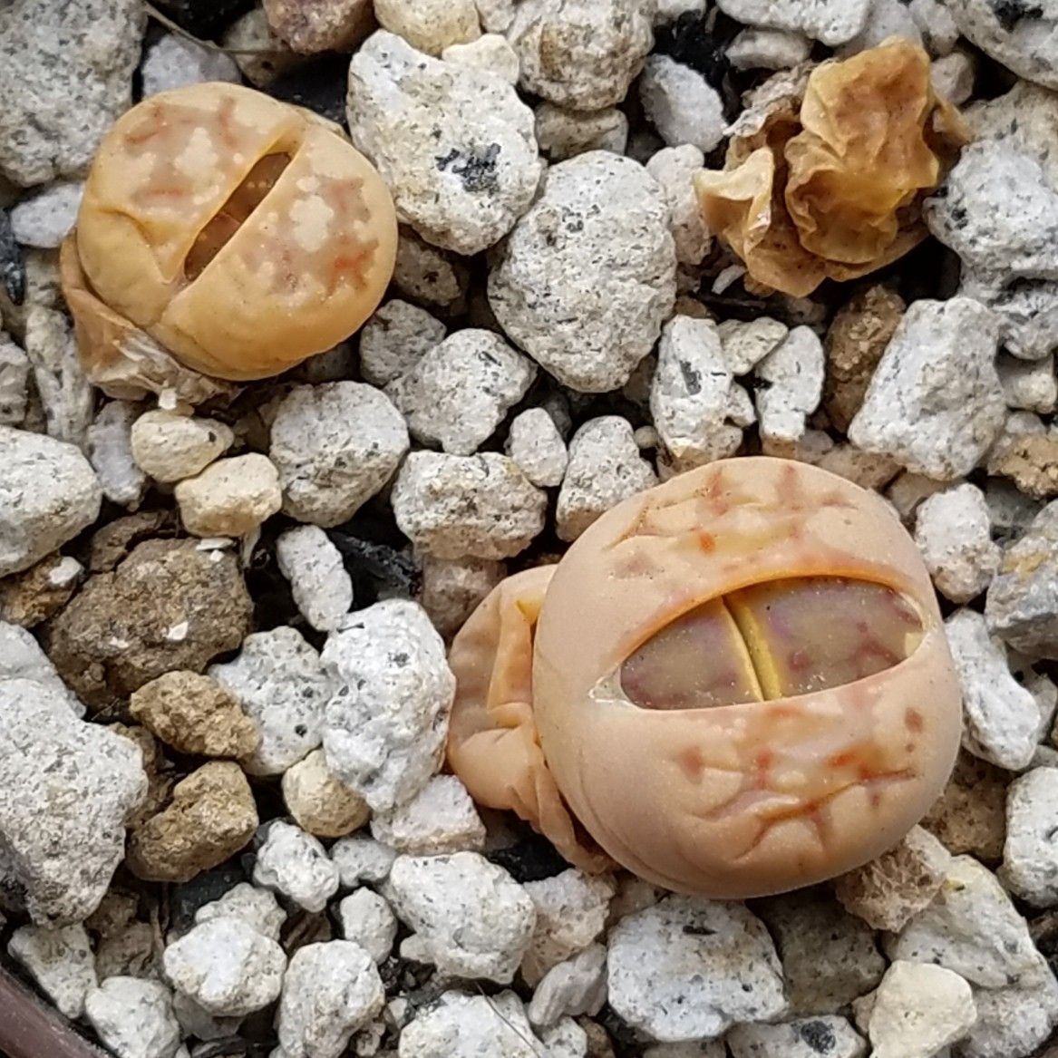 リトープス脱皮中 デルオの多肉日記 楽天ブログ