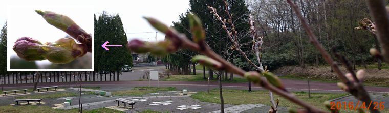 ４／２６遊歩道のサクラ.jpg