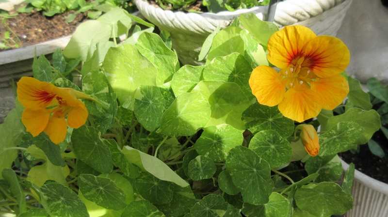 花壇のお花の入れ替え こぼれの勿忘草に蕾 狭い庭を花いっぱいにする育て方 楽天ブログ