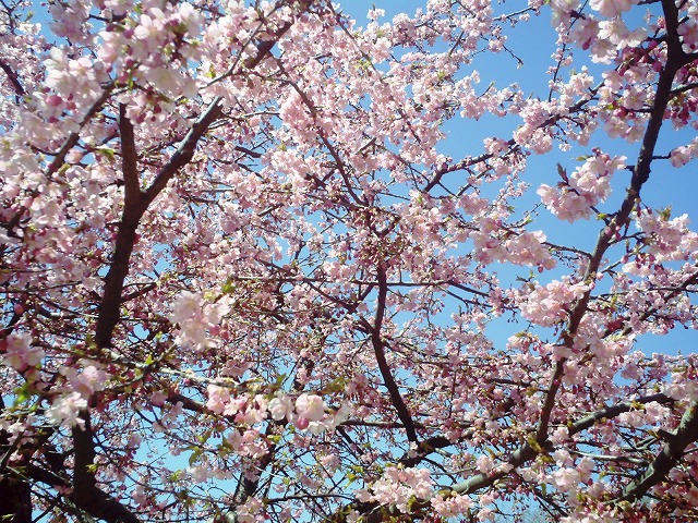 代々木公園0321-2