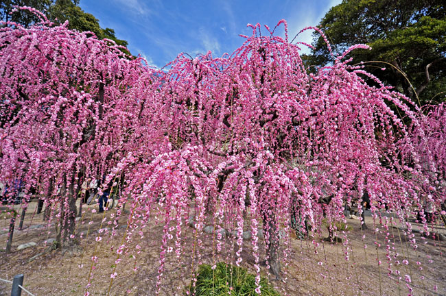 梅５