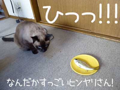 アジ５.JPG