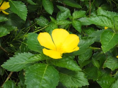 007_Alamanda.jpg