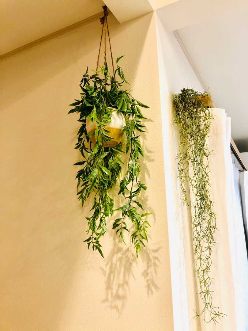 ニトリで見つけた見栄え抜群のハンギンググリーン Rice Homeのブログ 楽天ブログ