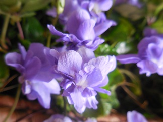 DSCN0060.JPG