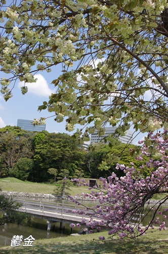 浜離宮恩賜庭園の八重桜